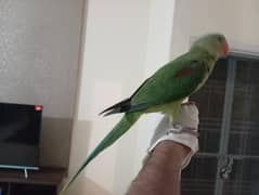 Raw parrot female