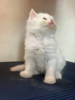 Persian