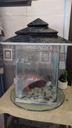 fish aquarium
