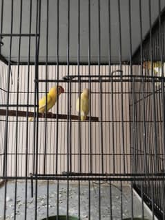lovebird albino
