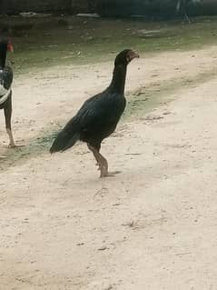 aseel pathi for sale age 7 month ful black mushki