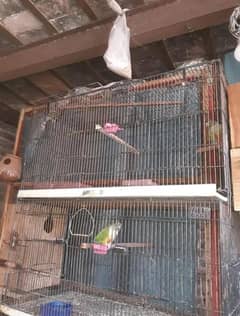folding cage or kikar k breeding box's