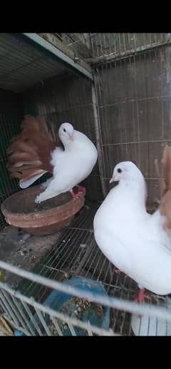 Fancy breader pair