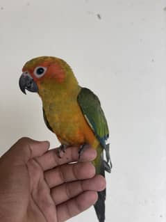 Hand