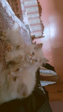 Persian Kittens Pair