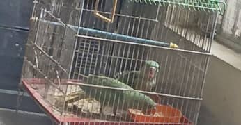 raw pahari self chicks pair