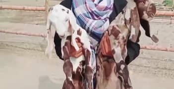 2 bacchon wali bakrid for sale call me 03228068420
