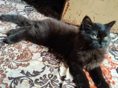 pursion male 2 months tottaly black male