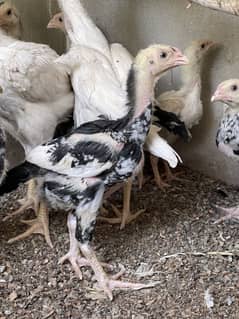 Black king shamo chicks