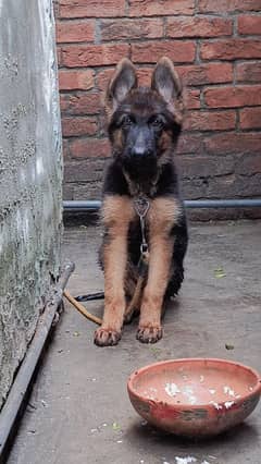Pure German shepherd