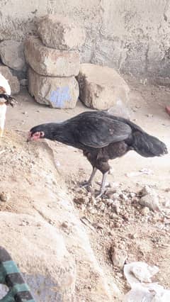 Asle lasane Murge