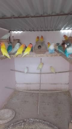 colony