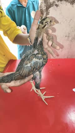 Aseel chicks