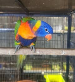 Red coller lorry parakeet