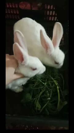 red eyes rabbit  for sale