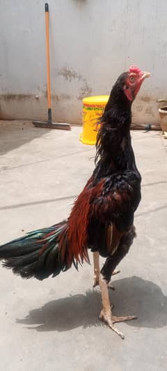 aseel murga