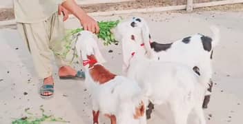 3  bacchon wali gulabi bakre for sale call me 03228068420