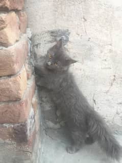 for