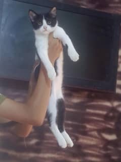Persian