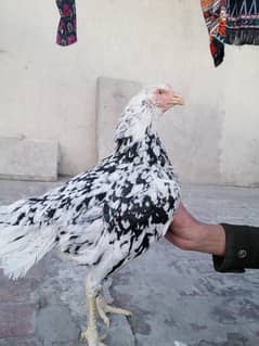 Aseel birds are available