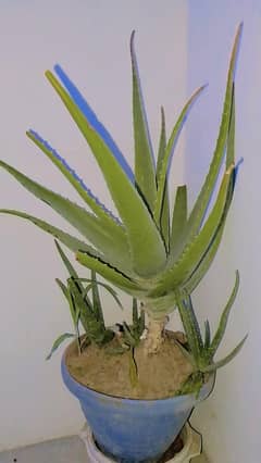 large Aleovera plant for sell