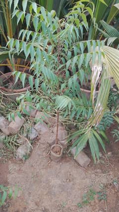 Neem plants for sale