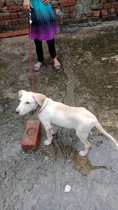 my labrador pappy sale cheep price 50000