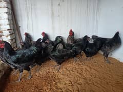 Australorp