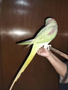 Green raw parrot for sale