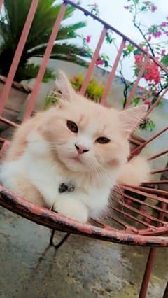 Cat for sale