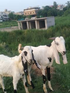 goat for sale