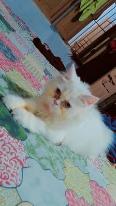 Tripple Cot Punch face Cat