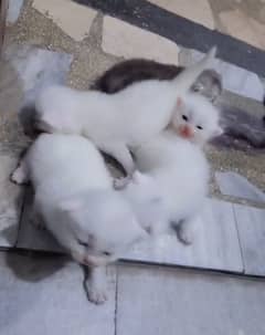 Persian