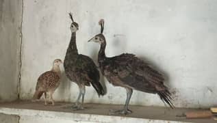 peacock