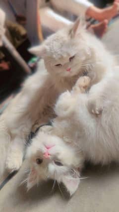 Persian Cats.