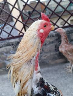 aseel pair for sale