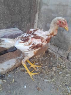 5 months Aseel rooster big height