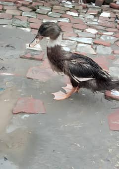 Ducks
