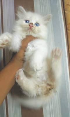 1.5month pershion punch face long hair odd eyes