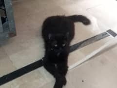 triple coat black color Persian cat age 2 years for contact 0370870222