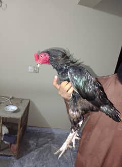 aseel mushka male and shamo female breader pair
