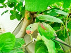 raw parrot