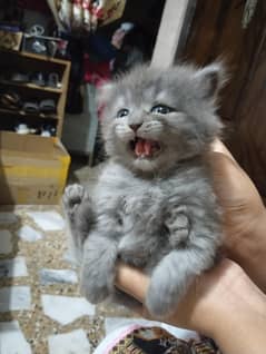 persian triple coated kittens for sale