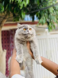 Persian Grey