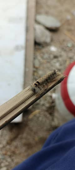 caterpiller