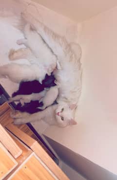 Persian Kittens for sale