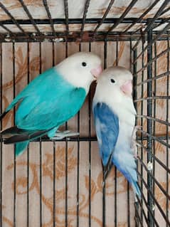 Blue Opaline Love Bird For Sale