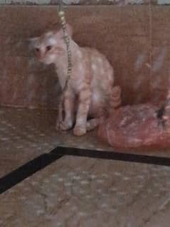 Billi