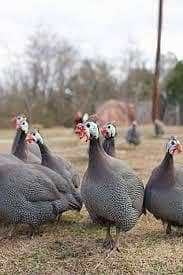 Guinea fowl teetri breeder pair