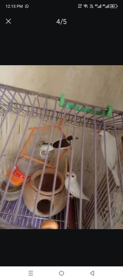 Finches 2 pair and cage all 4000